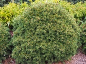 Picea abies 'Gregoryana' 